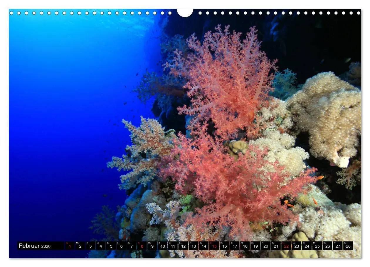 Bild: 9783457723753 | Rotes Meer Unterwasser (Wandkalender 2026 DIN A3 quer), CALVENDO...