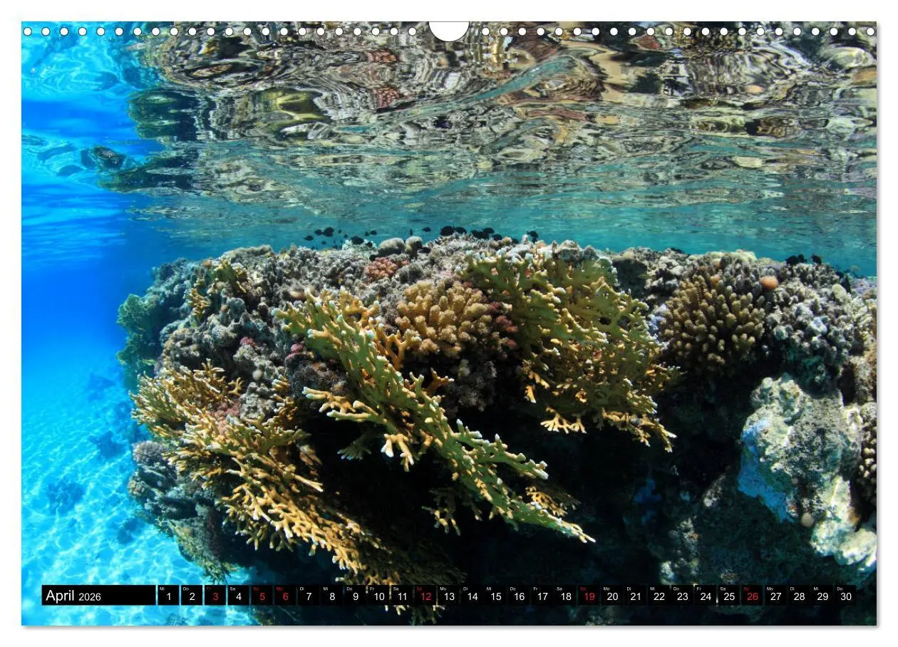 Bild: 9783457723753 | Rotes Meer Unterwasser (Wandkalender 2026 DIN A3 quer), CALVENDO...