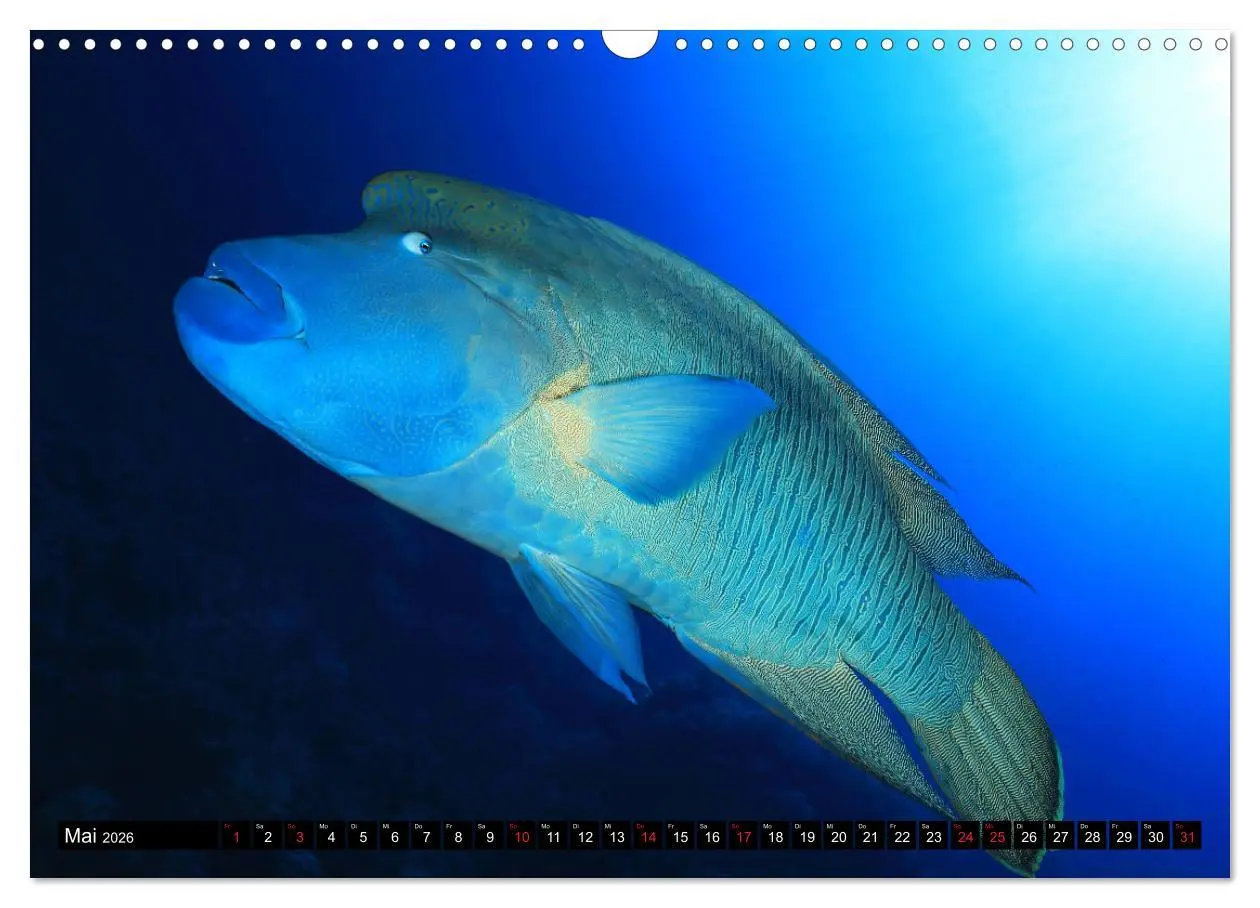 Bild: 9783457723753 | Rotes Meer Unterwasser (Wandkalender 2026 DIN A3 quer), CALVENDO...
