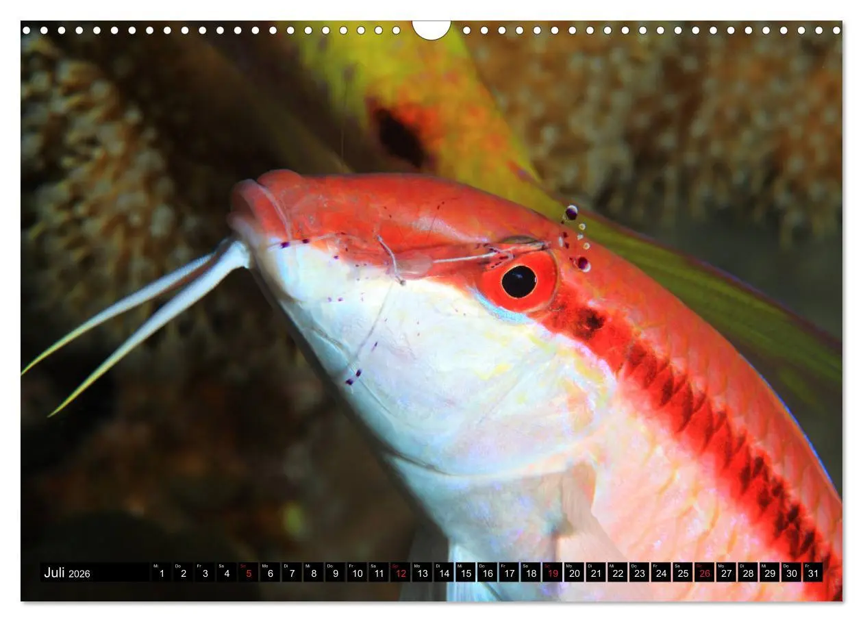 Bild: 9783457723753 | Rotes Meer Unterwasser (Wandkalender 2026 DIN A3 quer), CALVENDO...