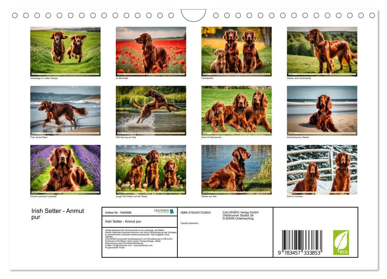 Bild: 9783457333853 | Irish Setter - Anmut pur (Wandkalender 2026 DIN A4 quer), CALVENDO...