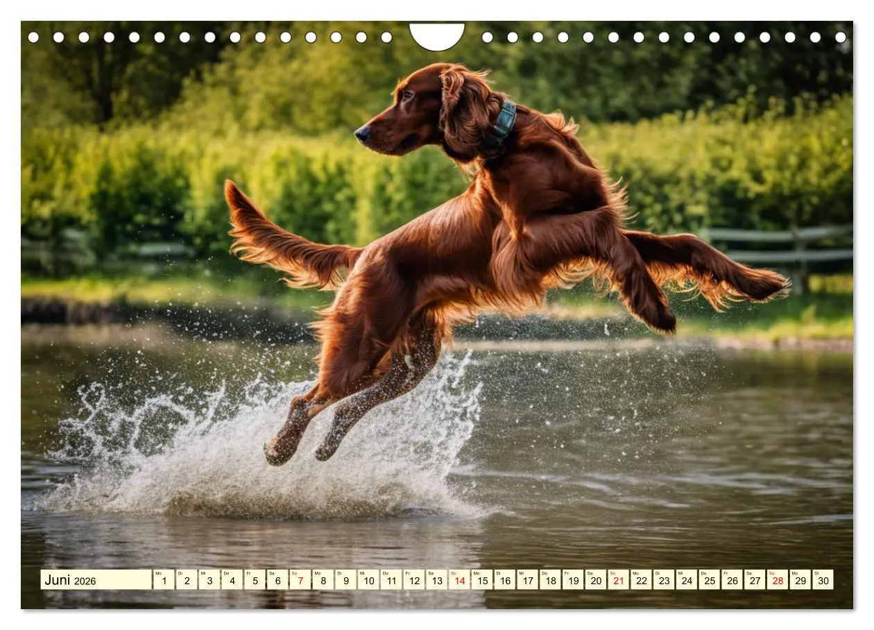 Bild: 9783457333853 | Irish Setter - Anmut pur (Wandkalender 2026 DIN A4 quer), CALVENDO...