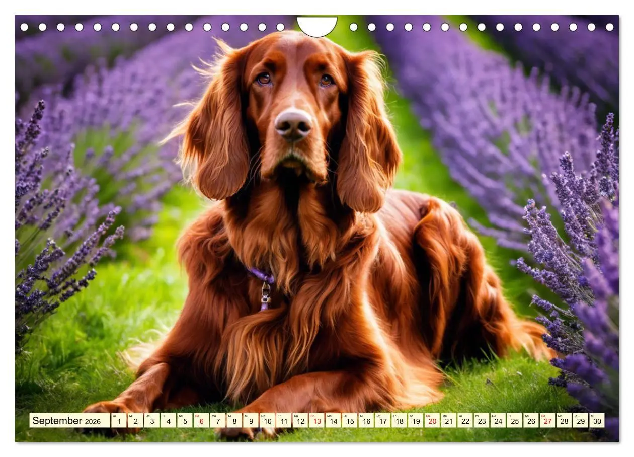 Bild: 9783457333853 | Irish Setter - Anmut pur (Wandkalender 2026 DIN A4 quer), CALVENDO...