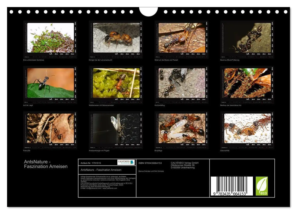 Bild: 9783435664153 | AntsNature - Faszination Ameisen (Wandkalender 2025 DIN A4 quer),...