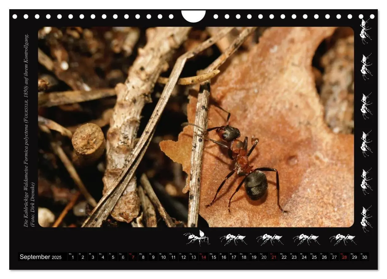 Bild: 9783435664153 | AntsNature - Faszination Ameisen (Wandkalender 2025 DIN A4 quer),...