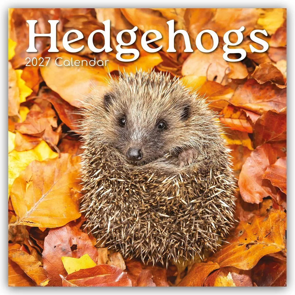 Cover: 9781805974253 | Hedgehogs - Igel 2027 - 16-Monatskalender | The Gifted | Kalender
