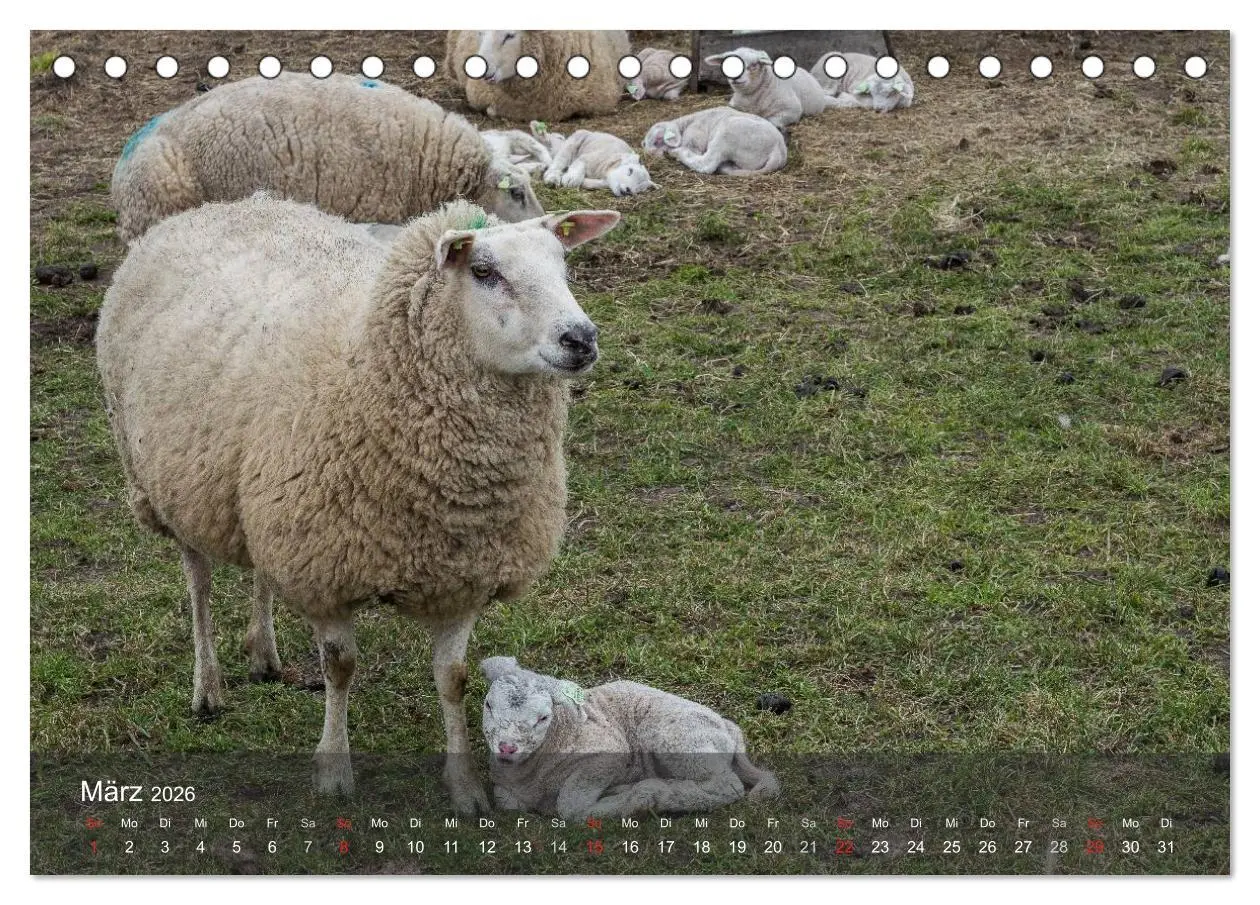 Bild: 9783457984253 | Texel - Meine Insel (Tischkalender 2026 DIN A5 quer), CALVENDO...