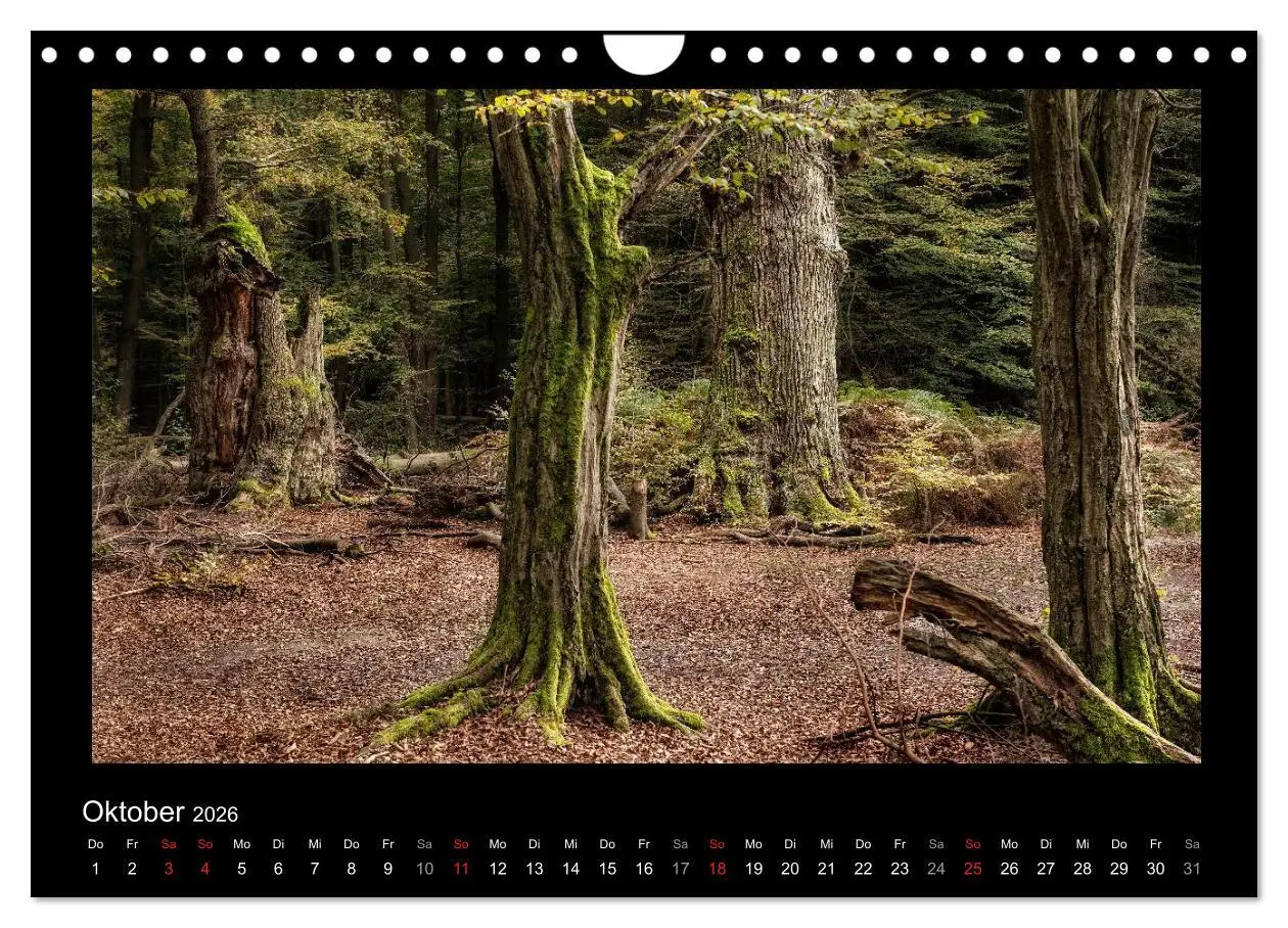 Bild: 9783516074253 | Märchenhafter Reinhardswald und Urwald Sababurg (Wandkalender 2026...