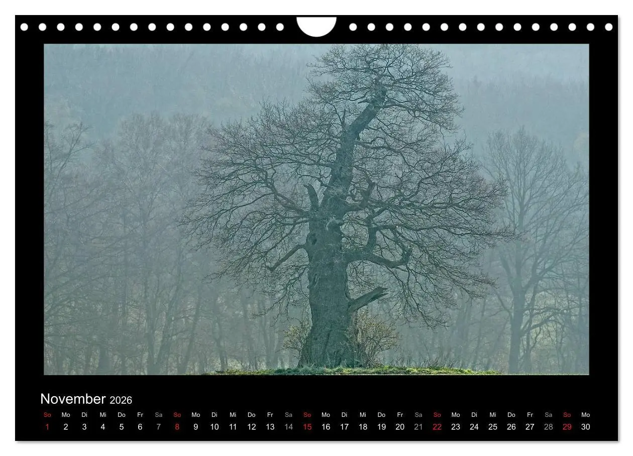 Bild: 9783516074253 | Märchenhafter Reinhardswald und Urwald Sababurg (Wandkalender 2026...