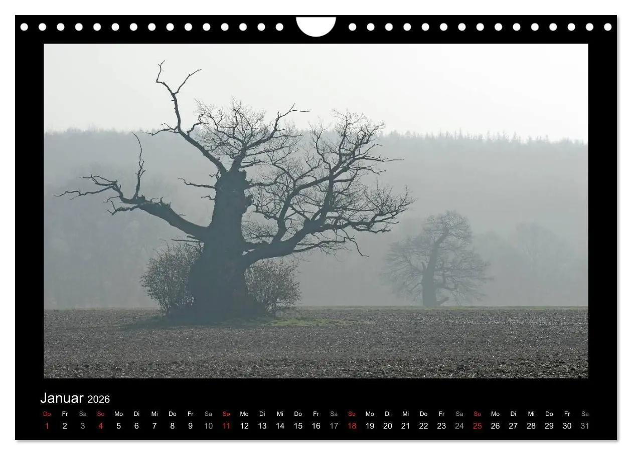 Bild: 9783516074253 | Märchenhafter Reinhardswald und Urwald Sababurg (Wandkalender 2026...