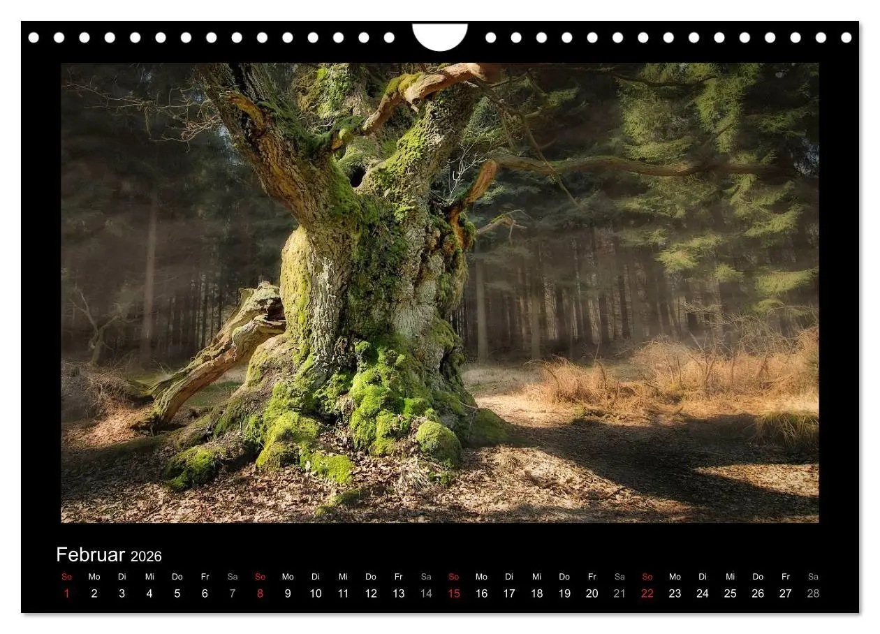 Bild: 9783516074253 | Märchenhafter Reinhardswald und Urwald Sababurg (Wandkalender 2026...