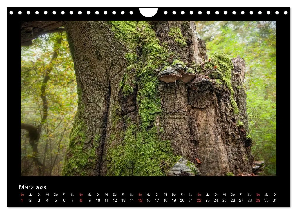 Bild: 9783516074253 | Märchenhafter Reinhardswald und Urwald Sababurg (Wandkalender 2026...
