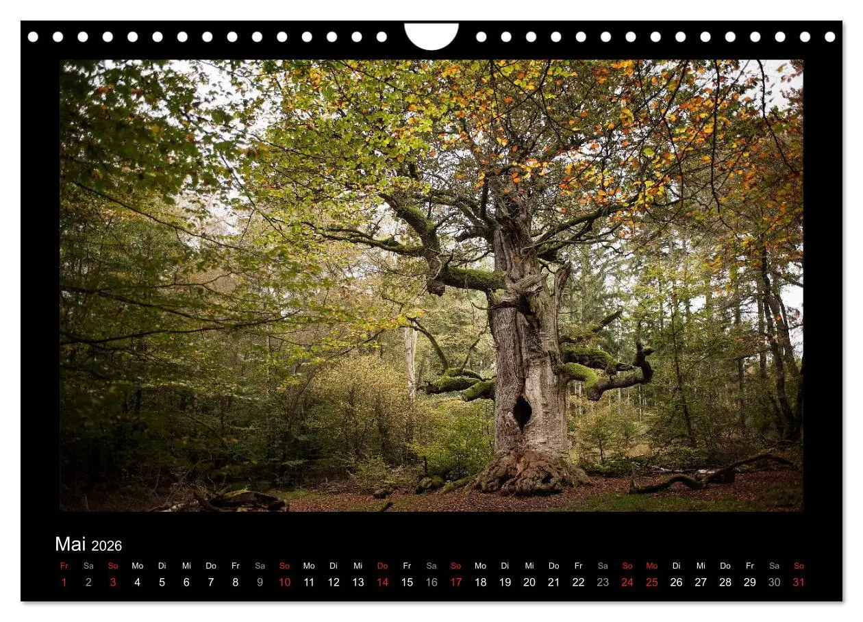 Bild: 9783516074253 | Märchenhafter Reinhardswald und Urwald Sababurg (Wandkalender 2026...