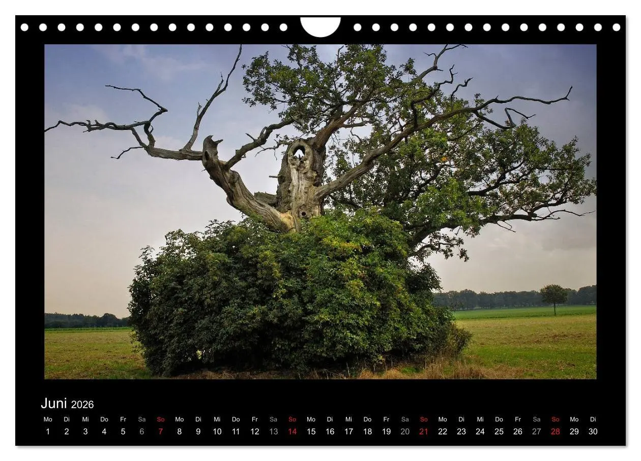 Bild: 9783516074253 | Märchenhafter Reinhardswald und Urwald Sababurg (Wandkalender 2026...