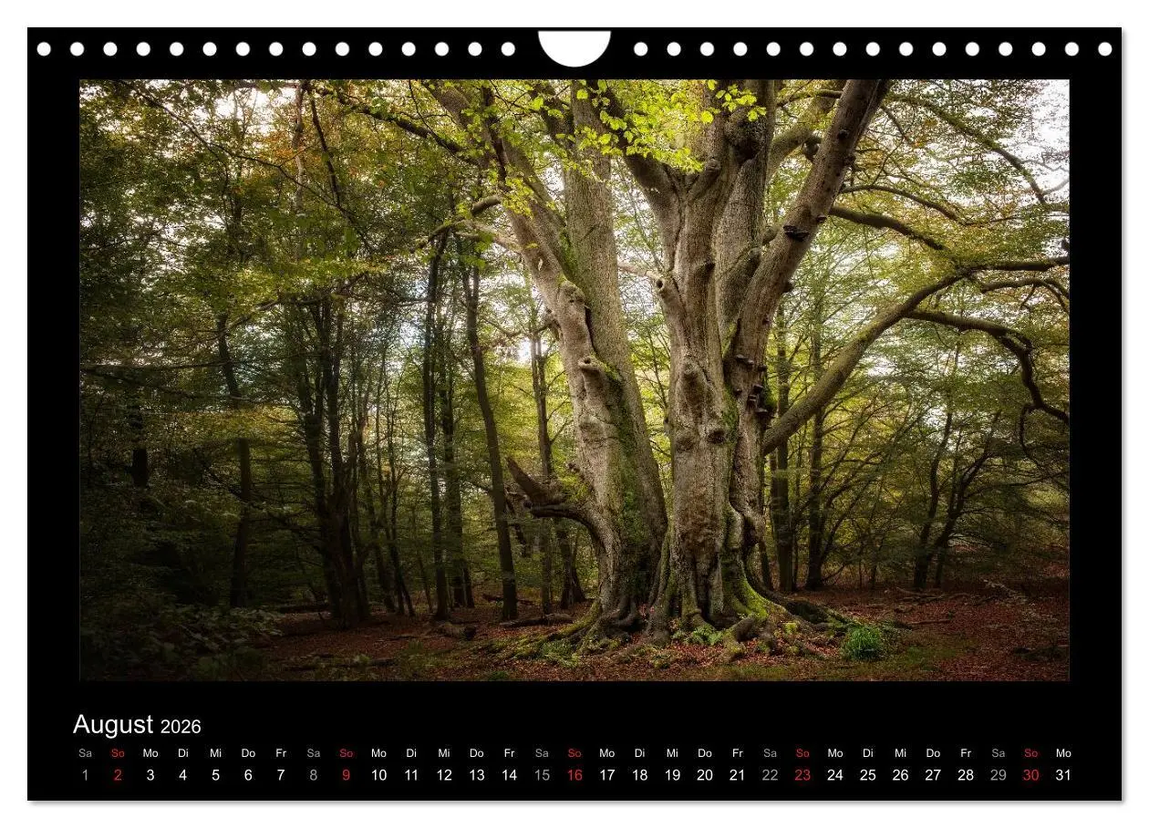 Bild: 9783516074253 | Märchenhafter Reinhardswald und Urwald Sababurg (Wandkalender 2026...
