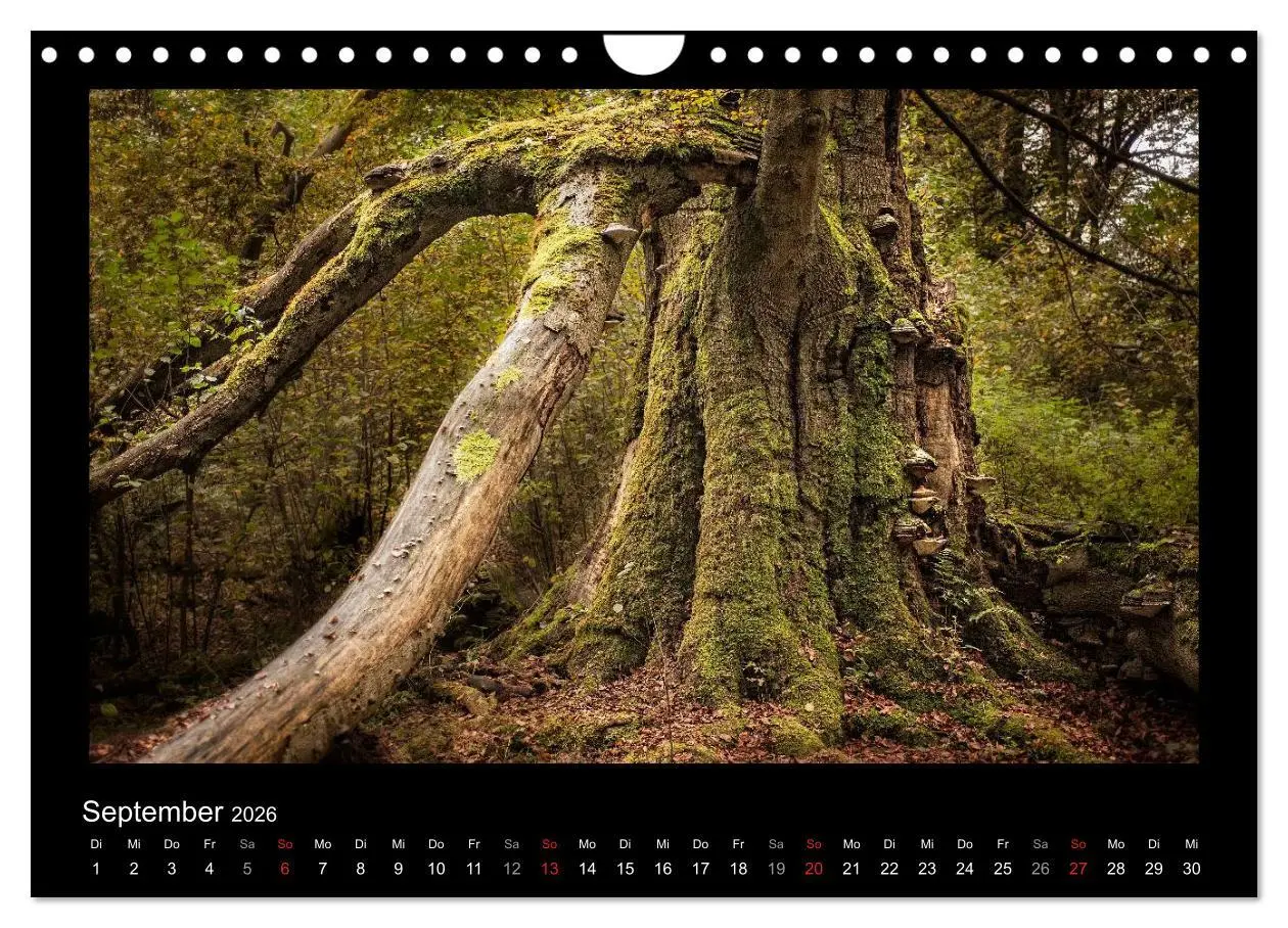 Bild: 9783516074253 | Märchenhafter Reinhardswald und Urwald Sababurg (Wandkalender 2026...