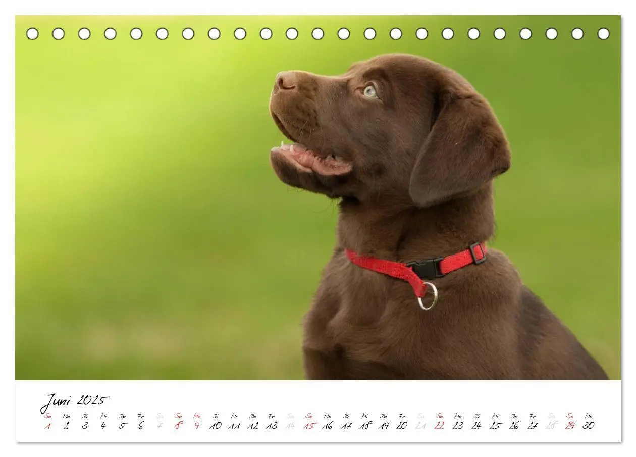 Bild: 9783435714353 | Labrador Welpe - Seelenhund (Tischkalender 2025 DIN A5 quer),...