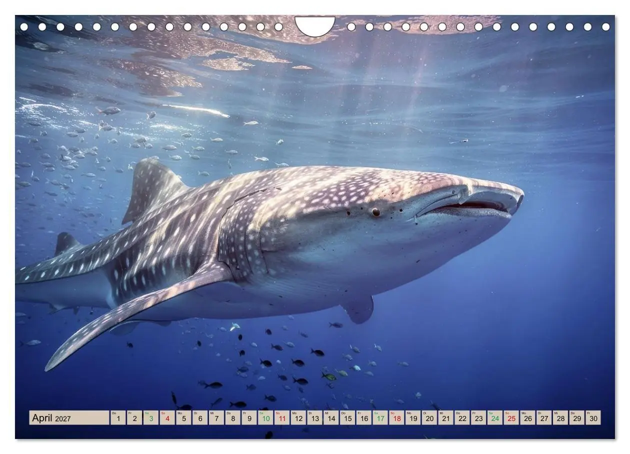 Bild: 9783516824353 | Großtiere - Weltweit (Wandkalender 2027 DIN A4 quer), CALVENDO...
