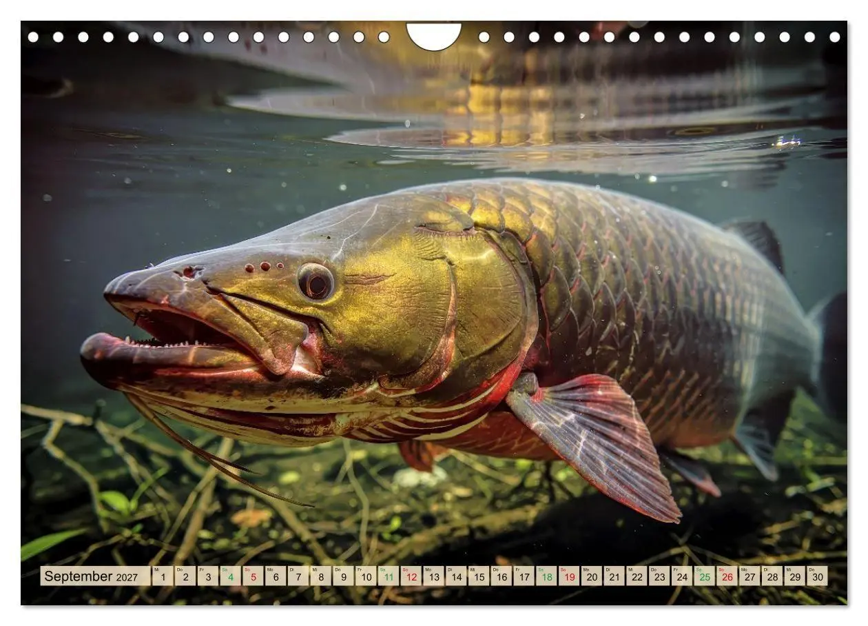Bild: 9783516824353 | Großtiere - Weltweit (Wandkalender 2027 DIN A4 quer), CALVENDO...