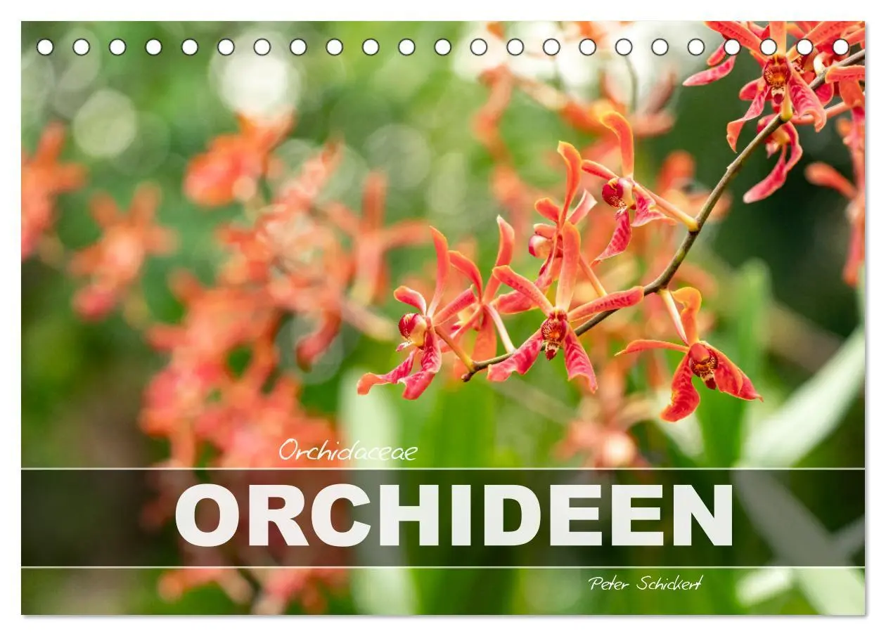 Cover: 9783457274453 | Orchidaceae - Orchideen (Tischkalender 2026 DIN A5 quer), CALVENDO...