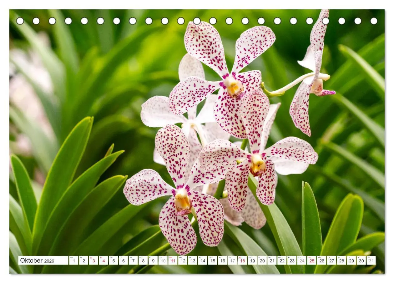 Bild: 9783457274453 | Orchidaceae - Orchideen (Tischkalender 2026 DIN A5 quer), CALVENDO...