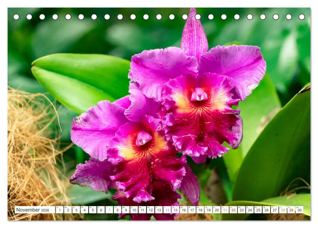 Bild: 9783457274453 | Orchidaceae - Orchideen (Tischkalender 2026 DIN A5 quer), CALVENDO...
