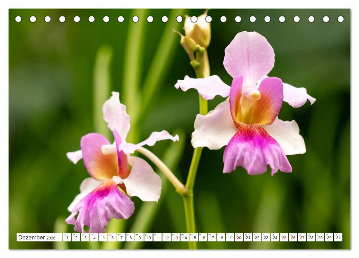 Bild: 9783457274453 | Orchidaceae - Orchideen (Tischkalender 2026 DIN A5 quer), CALVENDO...