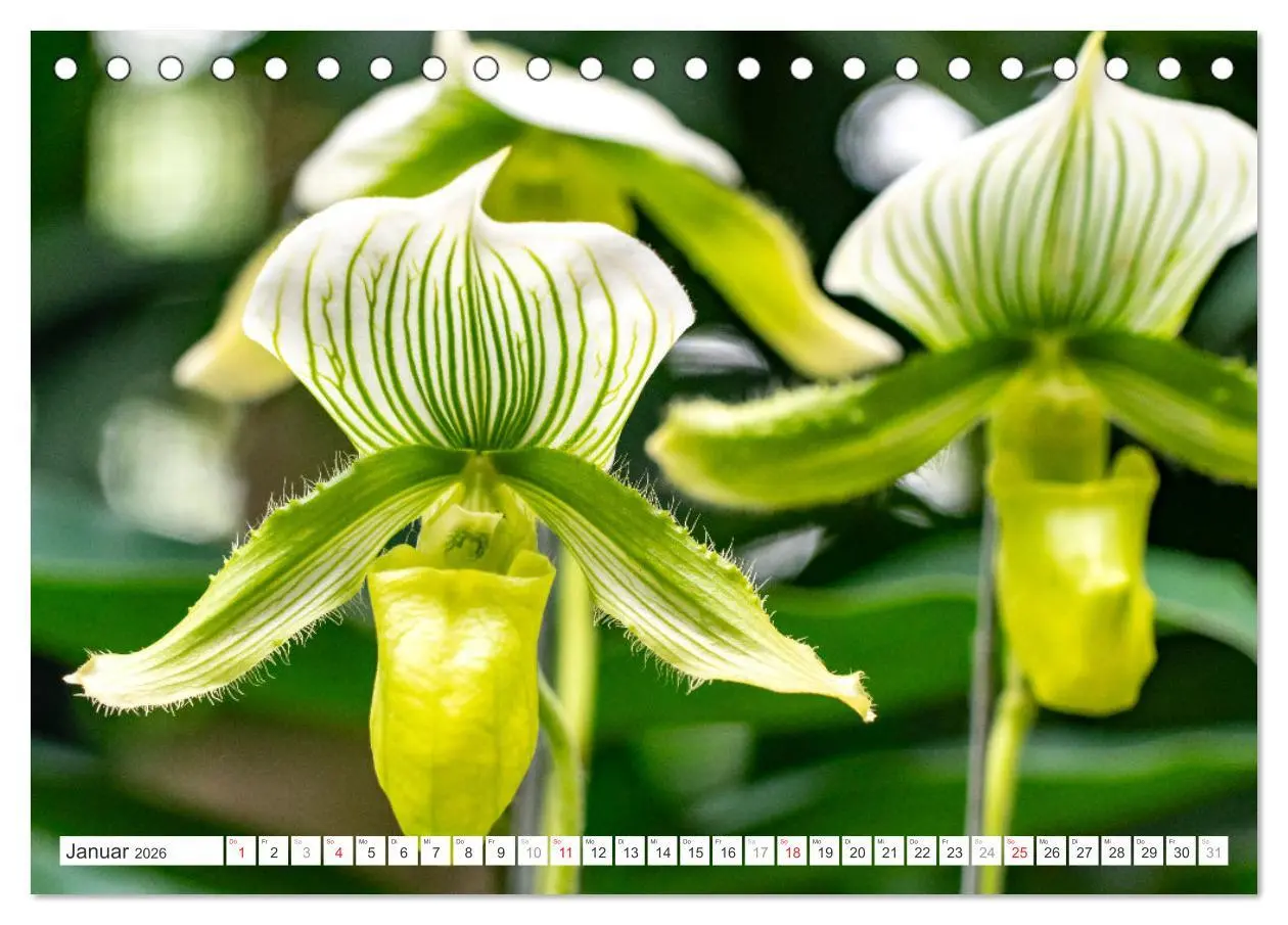 Bild: 9783457274453 | Orchidaceae - Orchideen (Tischkalender 2026 DIN A5 quer), CALVENDO...