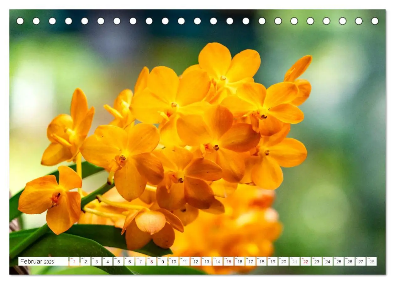 Bild: 9783457274453 | Orchidaceae - Orchideen (Tischkalender 2026 DIN A5 quer), CALVENDO...