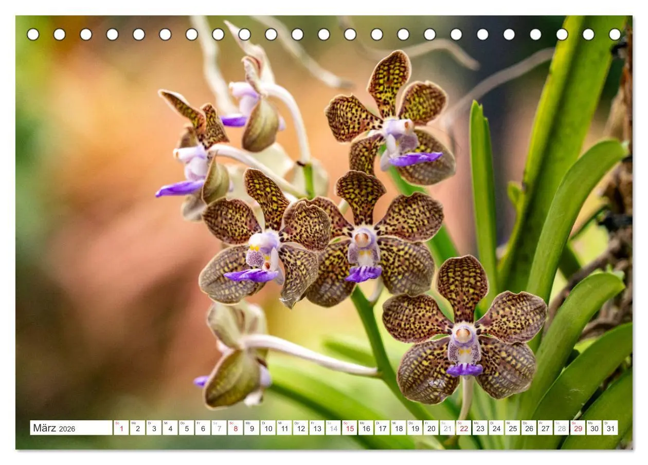 Bild: 9783457274453 | Orchidaceae - Orchideen (Tischkalender 2026 DIN A5 quer), CALVENDO...