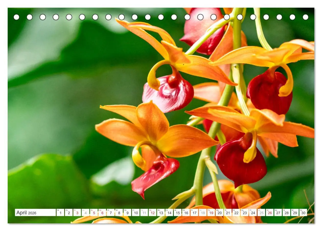 Bild: 9783457274453 | Orchidaceae - Orchideen (Tischkalender 2026 DIN A5 quer), CALVENDO...