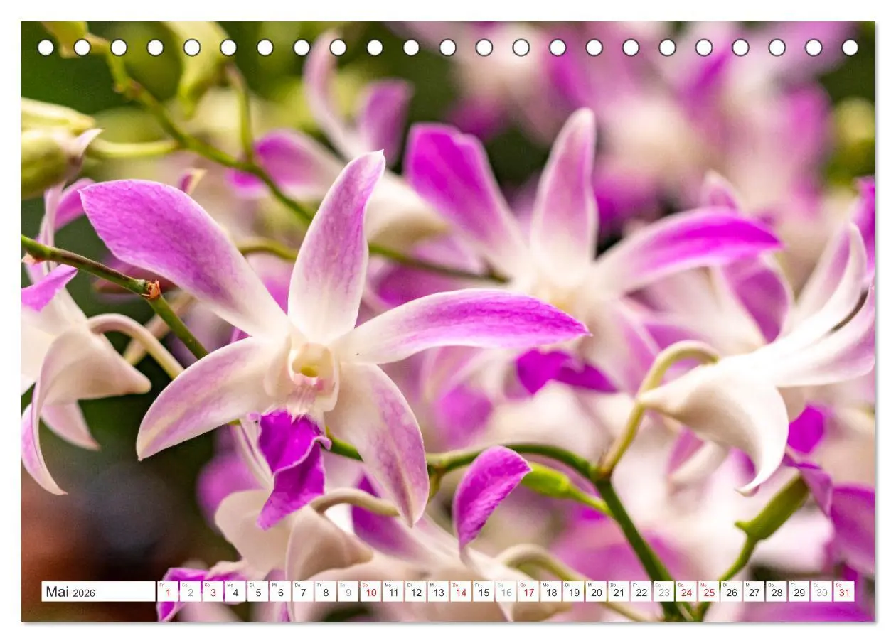 Bild: 9783457274453 | Orchidaceae - Orchideen (Tischkalender 2026 DIN A5 quer), CALVENDO...