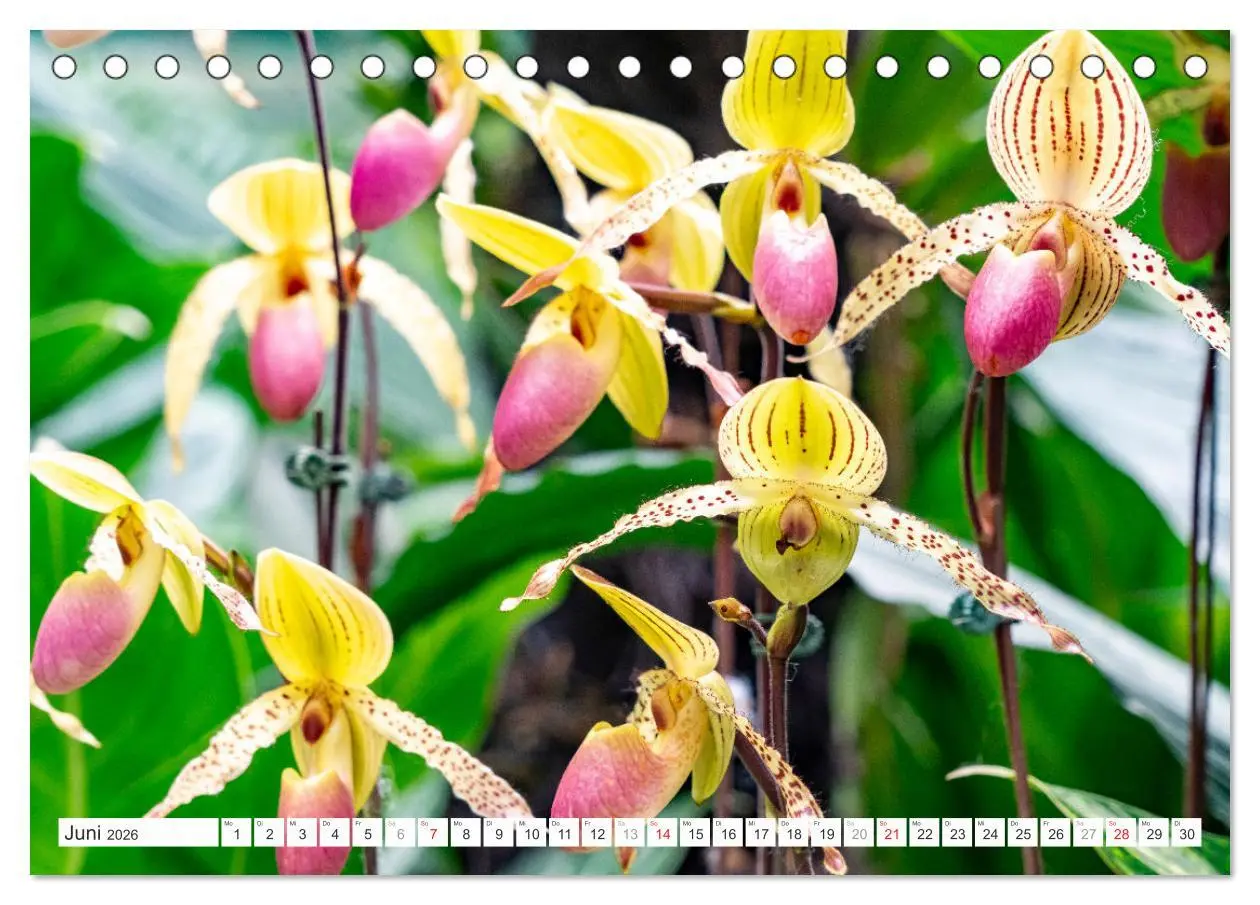 Bild: 9783457274453 | Orchidaceae - Orchideen (Tischkalender 2026 DIN A5 quer), CALVENDO...