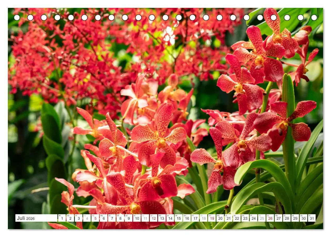 Bild: 9783457274453 | Orchidaceae - Orchideen (Tischkalender 2026 DIN A5 quer), CALVENDO...
