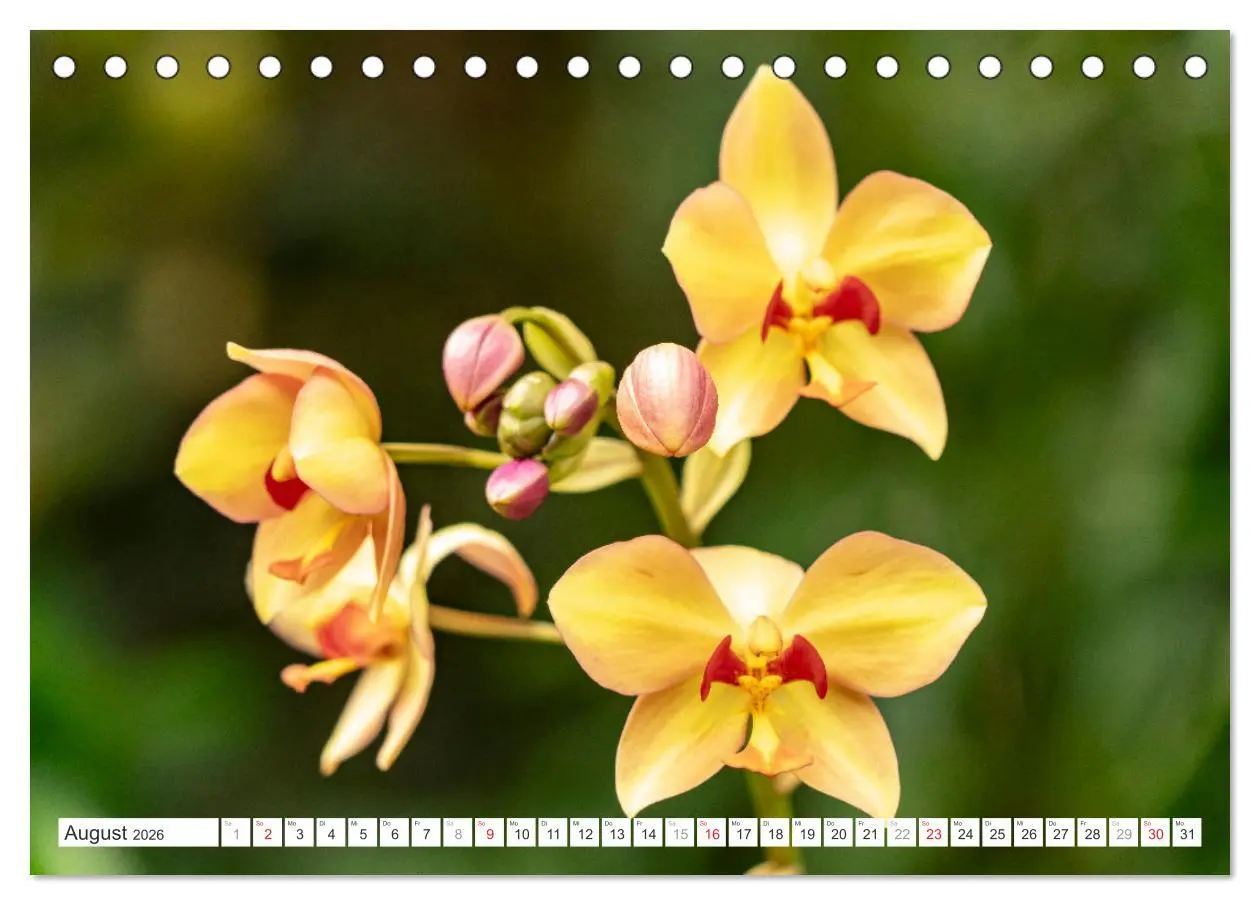 Bild: 9783457274453 | Orchidaceae - Orchideen (Tischkalender 2026 DIN A5 quer), CALVENDO...