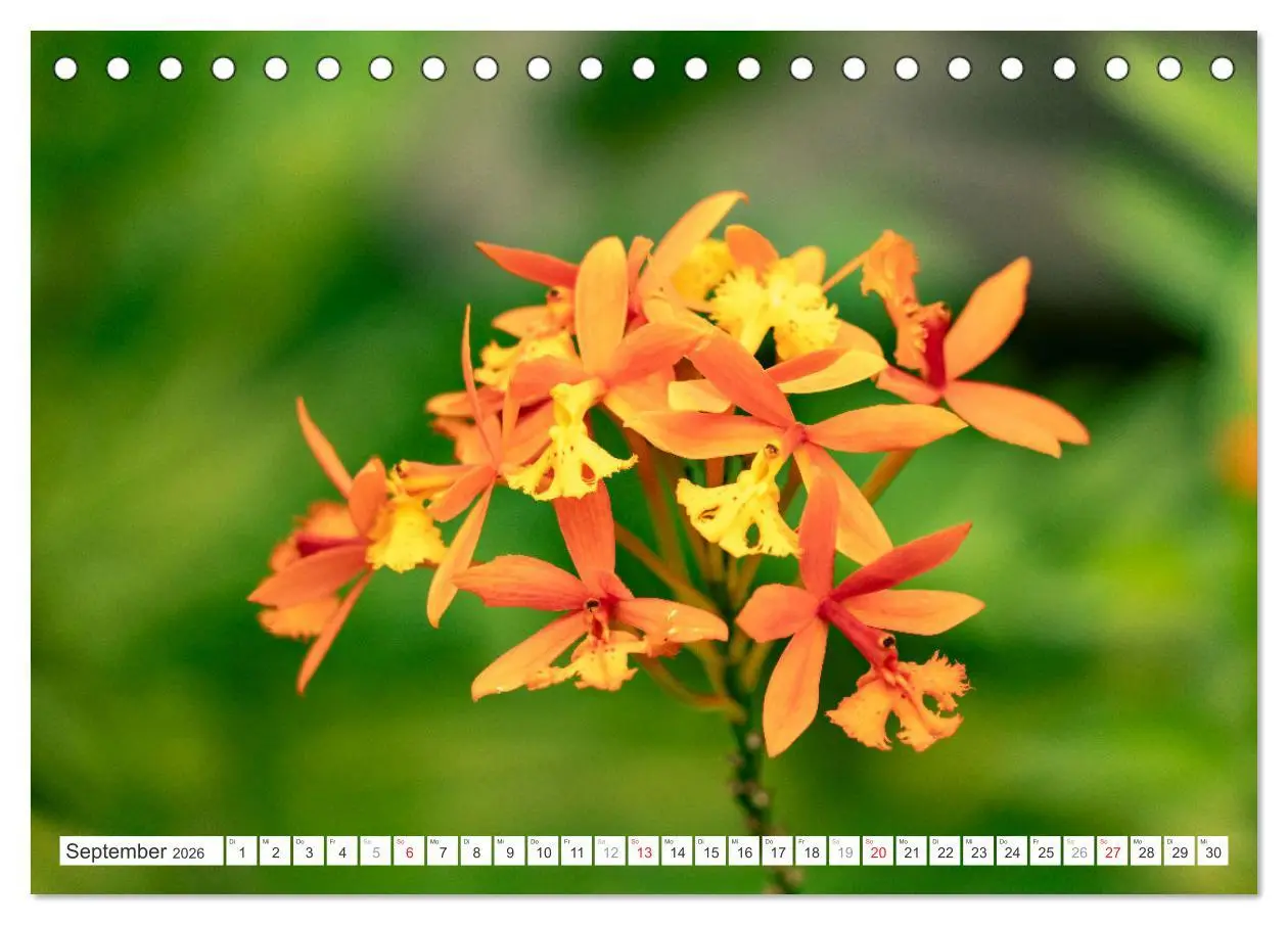 Bild: 9783457274453 | Orchidaceae - Orchideen (Tischkalender 2026 DIN A5 quer), CALVENDO...