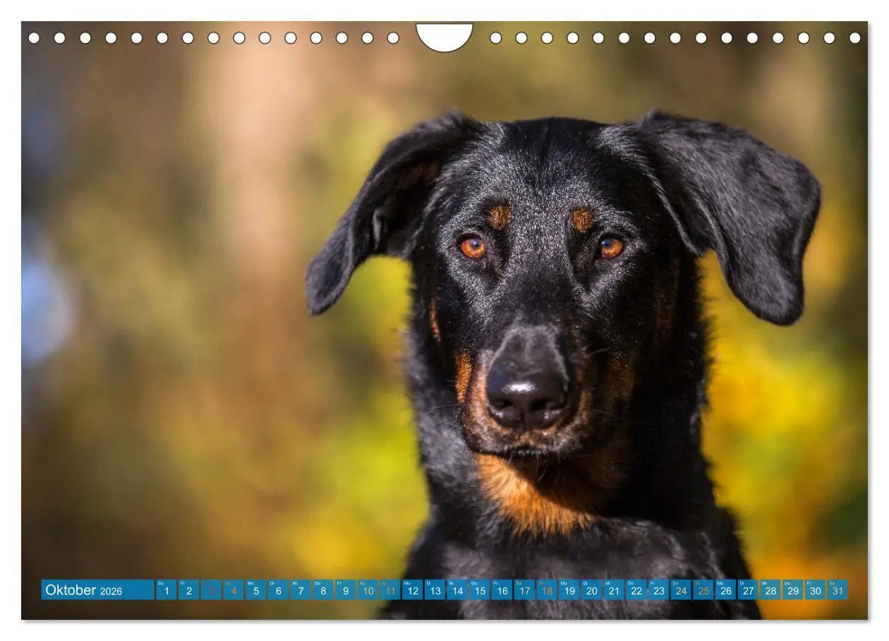 Bild: 9783457314753 | Der Beauceron (Wandkalender 2026 DIN A4 quer), CALVENDO Monatskalender