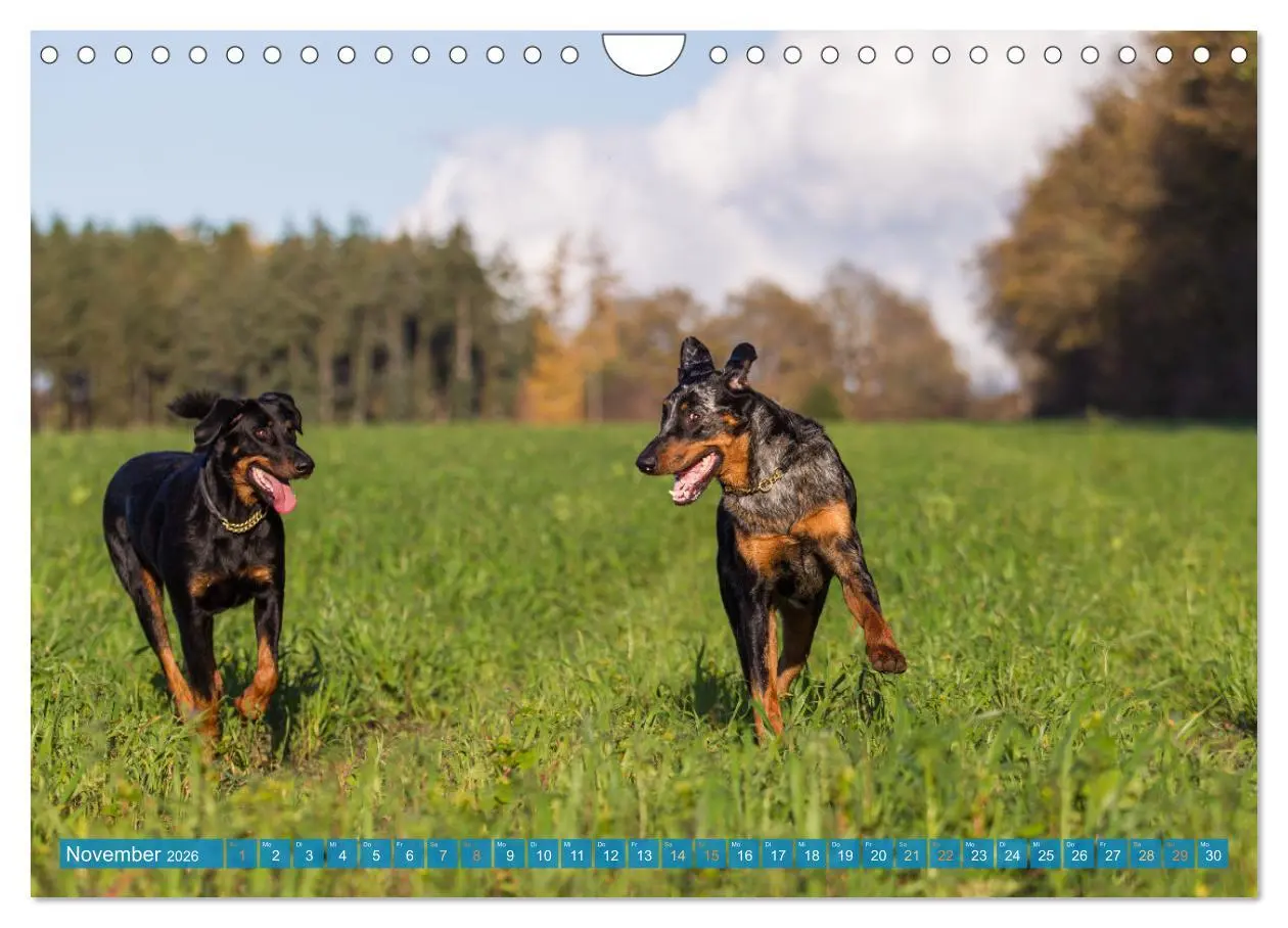 Bild: 9783457314753 | Der Beauceron (Wandkalender 2026 DIN A4 quer), CALVENDO Monatskalender