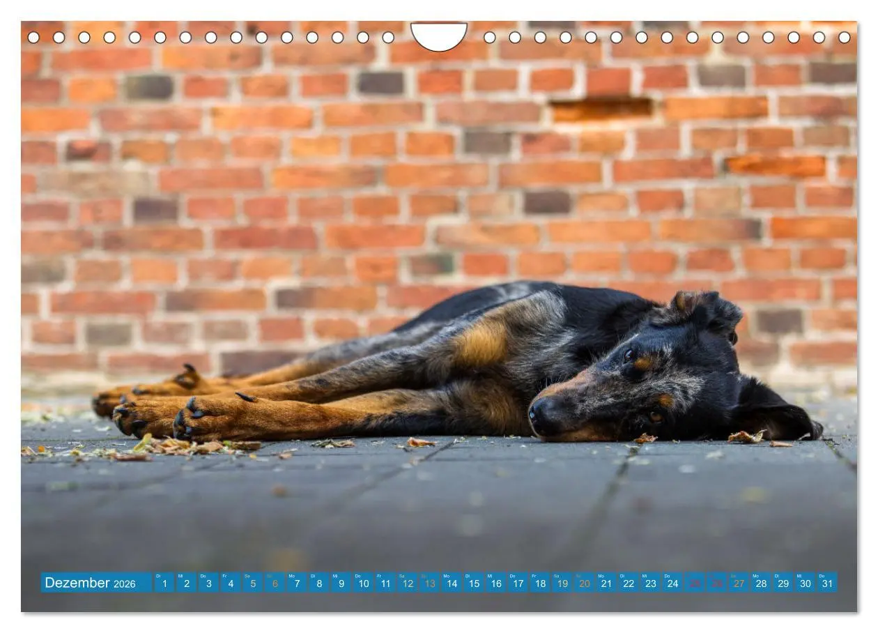 Bild: 9783457314753 | Der Beauceron (Wandkalender 2026 DIN A4 quer), CALVENDO Monatskalender