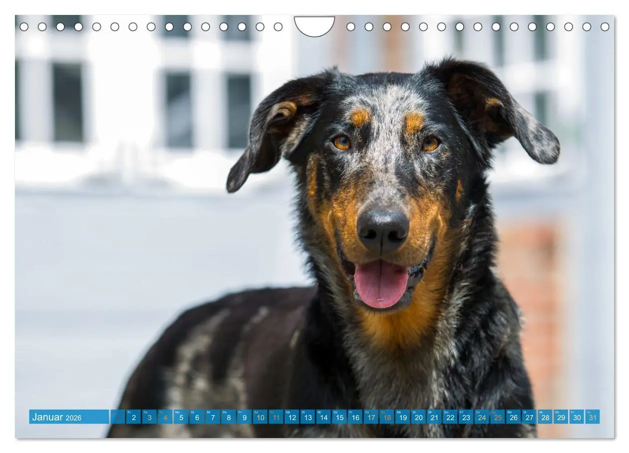 Bild: 9783457314753 | Der Beauceron (Wandkalender 2026 DIN A4 quer), CALVENDO Monatskalender