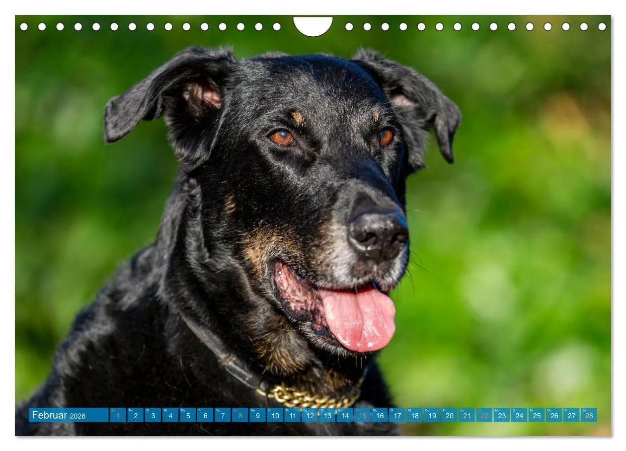 Bild: 9783457314753 | Der Beauceron (Wandkalender 2026 DIN A4 quer), CALVENDO Monatskalender