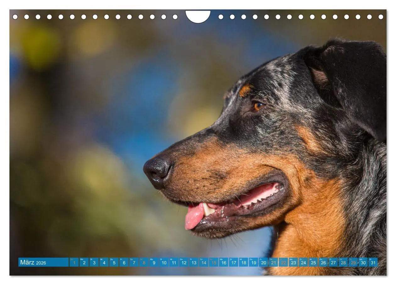 Bild: 9783457314753 | Der Beauceron (Wandkalender 2026 DIN A4 quer), CALVENDO Monatskalender