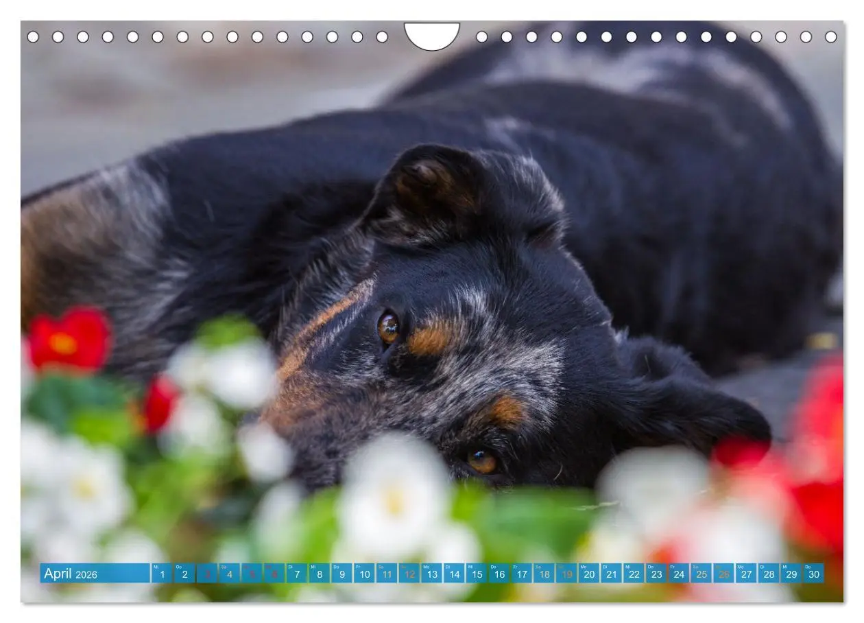 Bild: 9783457314753 | Der Beauceron (Wandkalender 2026 DIN A4 quer), CALVENDO Monatskalender
