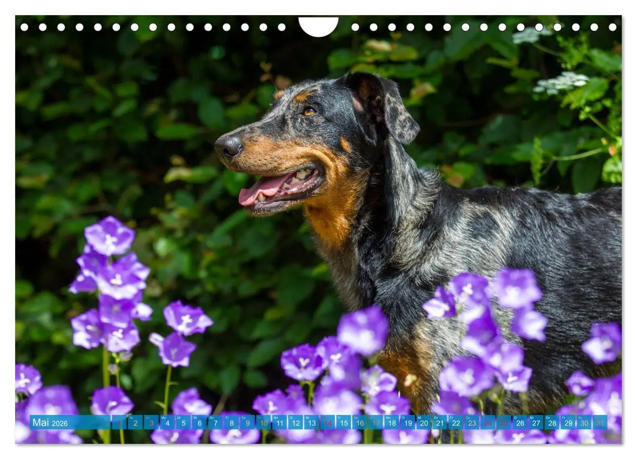 Bild: 9783457314753 | Der Beauceron (Wandkalender 2026 DIN A4 quer), CALVENDO Monatskalender