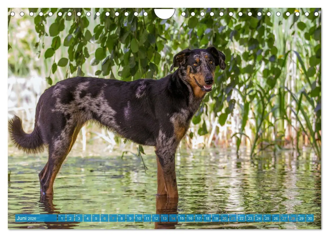Bild: 9783457314753 | Der Beauceron (Wandkalender 2026 DIN A4 quer), CALVENDO Monatskalender
