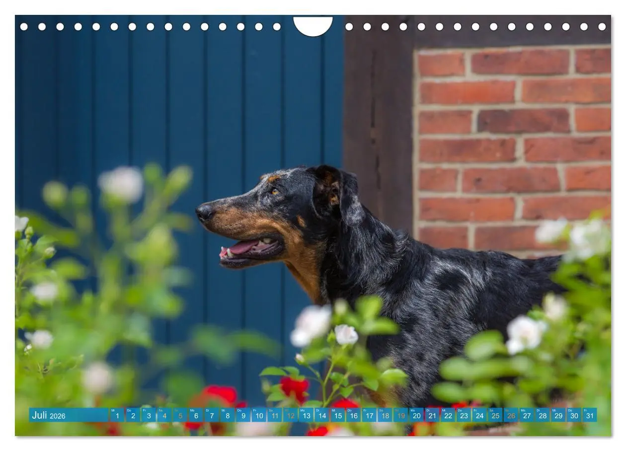 Bild: 9783457314753 | Der Beauceron (Wandkalender 2026 DIN A4 quer), CALVENDO Monatskalender