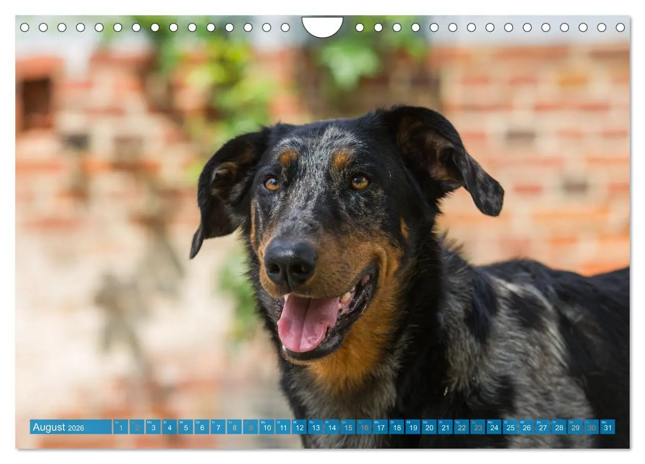 Bild: 9783457314753 | Der Beauceron (Wandkalender 2026 DIN A4 quer), CALVENDO Monatskalender