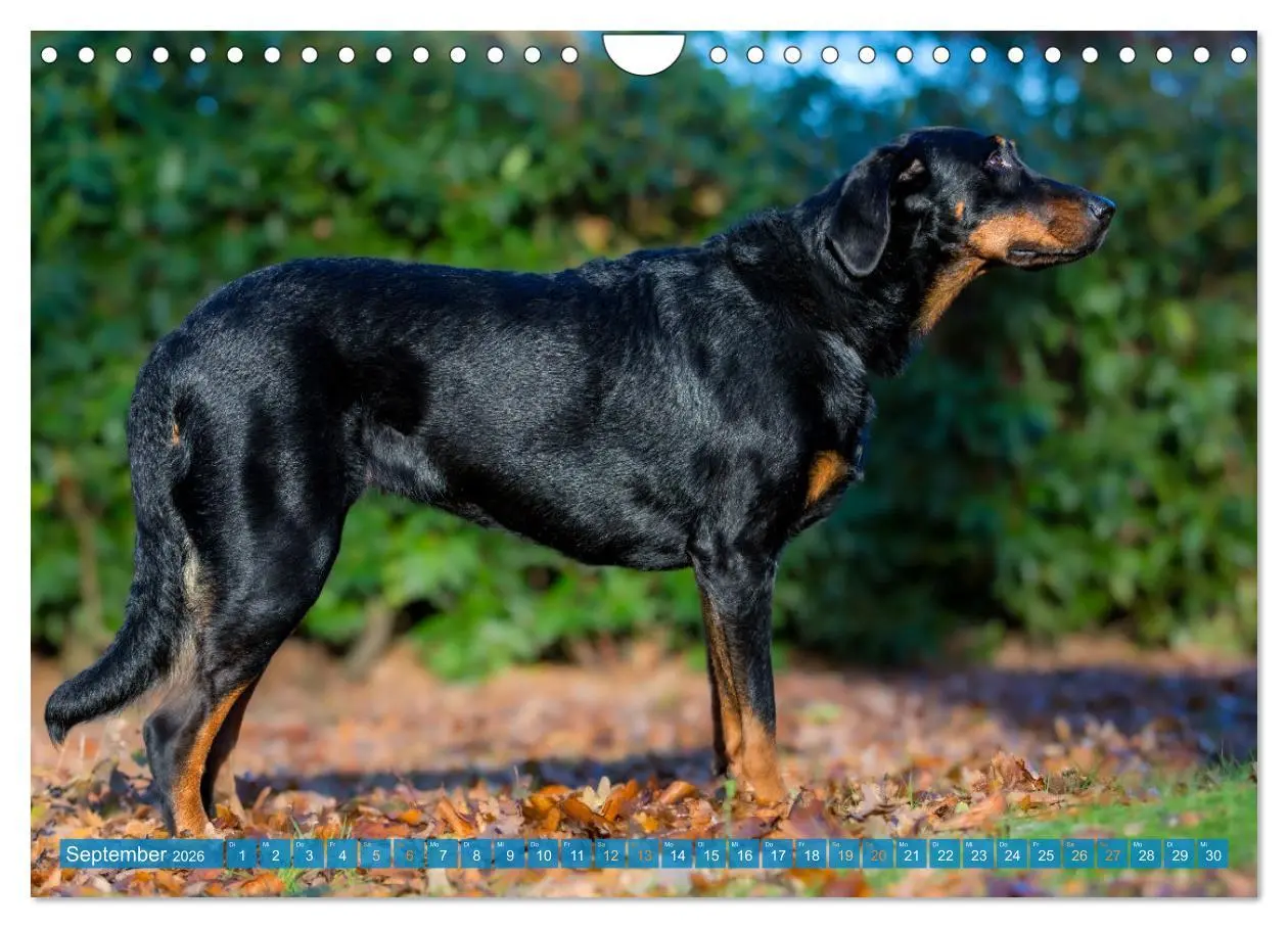 Bild: 9783457314753 | Der Beauceron (Wandkalender 2026 DIN A4 quer), CALVENDO Monatskalender