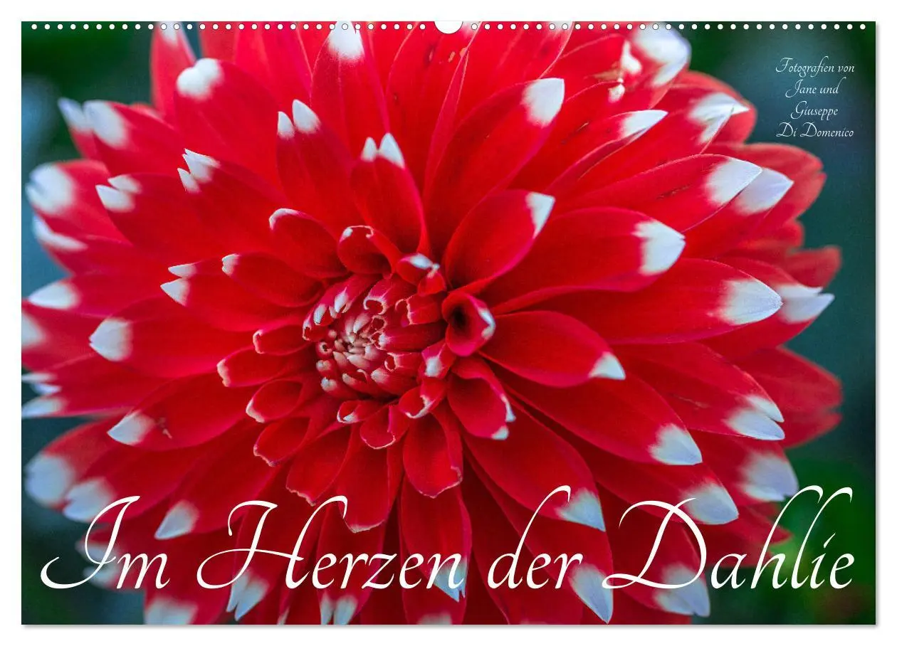 Cover: 9783457544853 | Im Herzen der Dahlie (Wandkalender 2026 DIN A2 quer), CALVENDO...