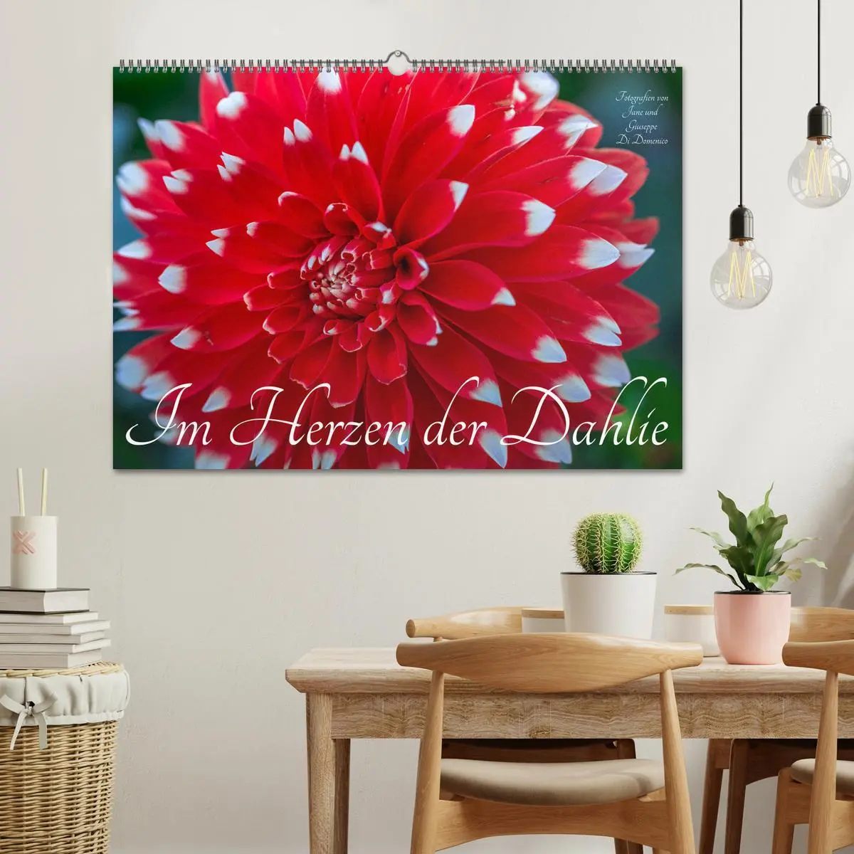 Bild: 9783457544853 | Im Herzen der Dahlie (Wandkalender 2026 DIN A2 quer), CALVENDO...